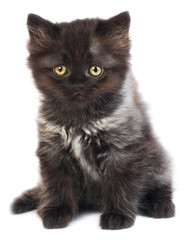 Little black kitten