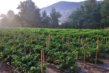 Hot Pepper Farm