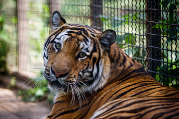 Bengal Tiger in captivity