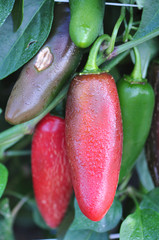 Hot Pepper Farm