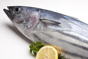 Tuna fish
