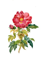 Roses