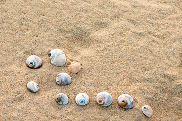 summer composition - sea shells with sand as background, selecti