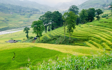 Muong Hoa valley terraced fields, Sa Pa town, Vietnam
