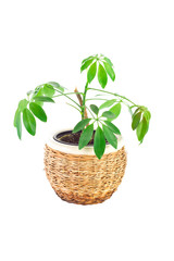 a the image of a flower in a pot of room schefflera