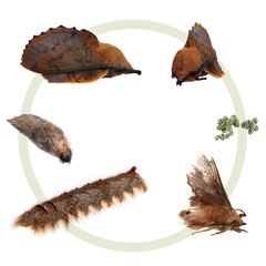 The metamorphosis of the Lappet Moth