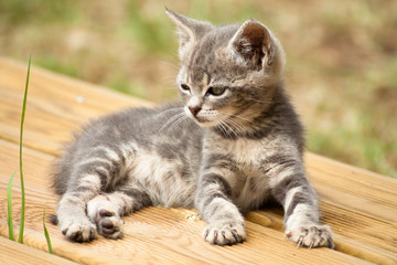 Cute young cat