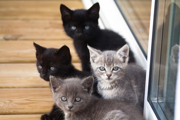 Cat family