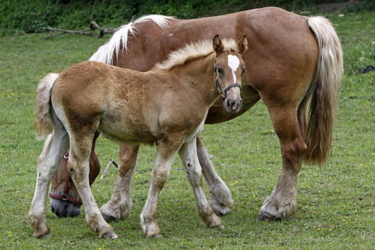 J&uuml;tl&auml;nder Kaltblutpferd