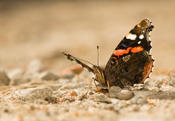 Red Admiral - Vanessa atalanta