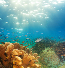 Fototapeta na wymiar ekscytujący podwodny panorama