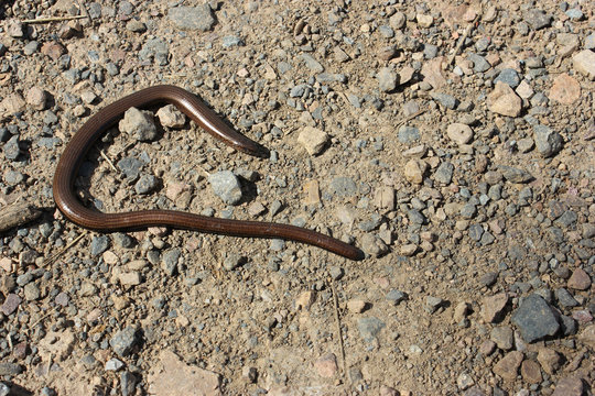 Blindschleiche