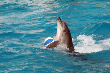 Obraz premium dolphin