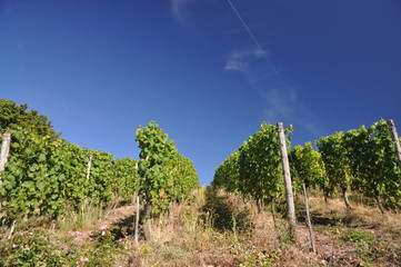 Weinberg bei Trier