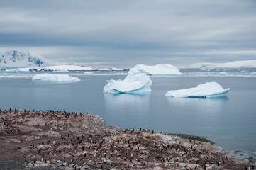 Rolgordijnen Adelie penguins colony on the beach near Icebergs, Antarctica © Asya M