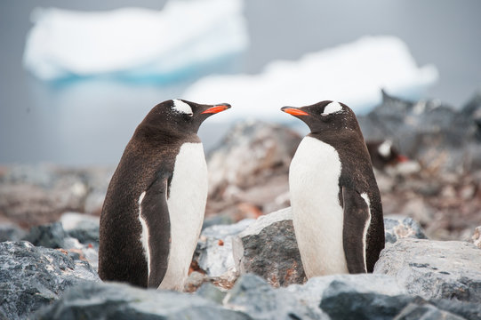 Gentoo penguins looking in the mirror on the Antarctica beach ne