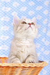 Fototapeta na wymiar Scottish kitten