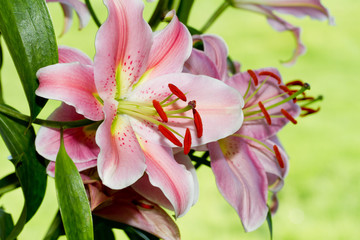 Fototapeta premium Pink flowers