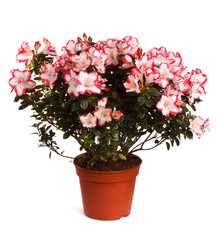 decorative floral arrangement