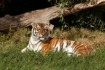 Fototapeta na wymiar Ussuriisk tiger