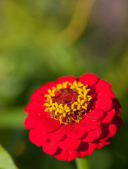 Common zinnia