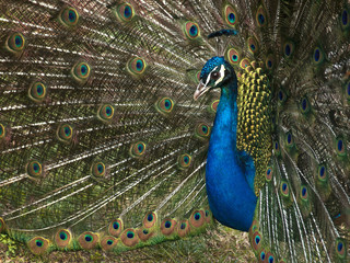 Obraz premium Pavo real