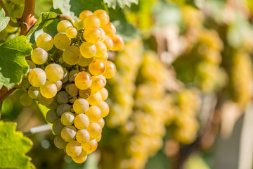 Gold Riesling grapes hang from the vine - obrazy, fototapety, plakaty