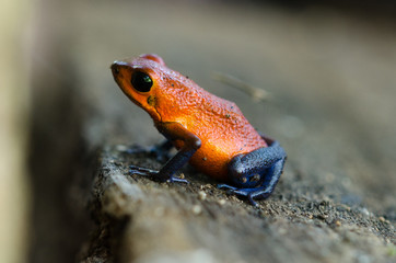Strawberry Poison-Dart Frog