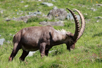 stambecco maschio (capra ibex)