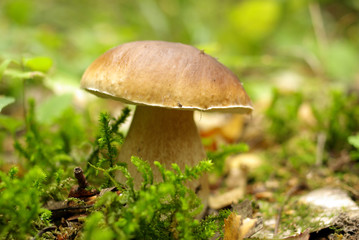 Porcini mushrooms
