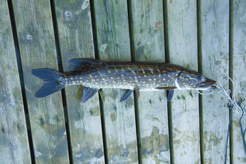 Pike on the wooden footway