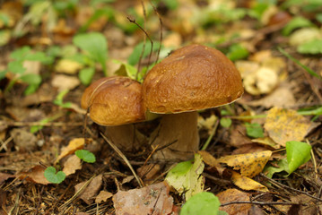 Porcini mushrooms