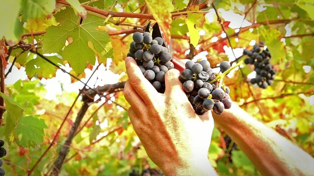 the grape harvest