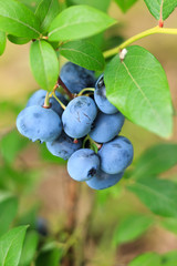 fresh blueberries