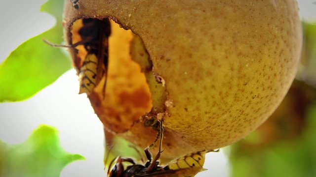 wasps in a pear