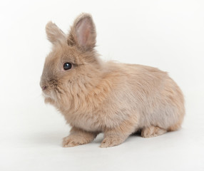 Baby bunny