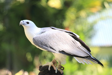 an eagle from Cairns tropical zoo