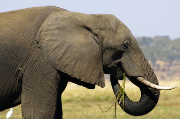 Elephant in Chobe Park, Botswana