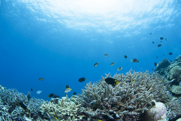 Fototapeta na wymiar Koral i małe ryby i słońce