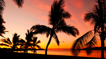 Obraz na płótnie Canvas Palms silhouettes at sunset on a tropical beach