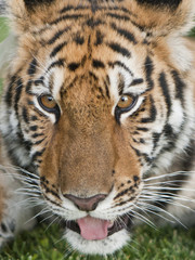 Cara de tigre