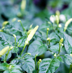 pepper plant