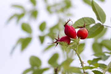 Hagebutte- Rosa Canina