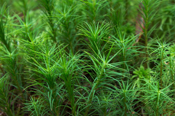 Green leaf moss closeup in nature