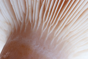 Mushroom gills macro