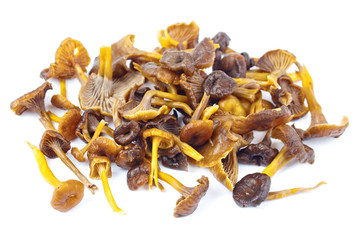 Yellowfoot  mushrooms, isolated  on white