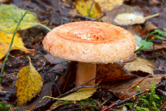 Woolly milkcap (lactarius torminosus) mushroom