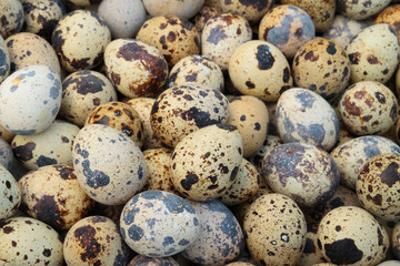 Fototapeta premium Quail eggs