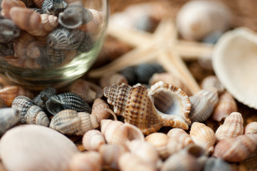 seashells
