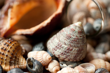 sea shells